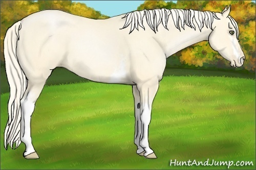 Horse Color:White Spotted Palomino Pearl 