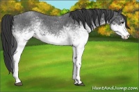 Horse Color:White Spotted Blue Roan 