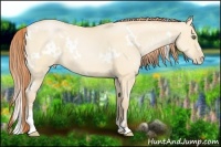 Horse Color:White Spotted Buckskin Pearl Dun Sabino 