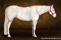 Horse Color:White Spotted Perlino Sabino