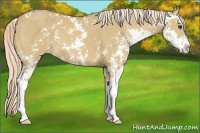 Horse Color:Palomino Dun Sabino