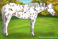 Horse Color:White Spotted Liver Chestnut Ice Tobiano Appaloosa