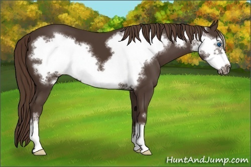 Horse Color:Liver Chestnut Frame 