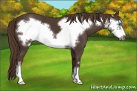 Horse Color:Liver Chestnut Frame 