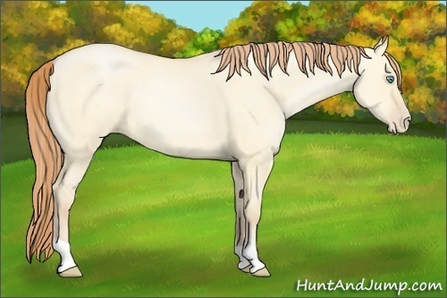 Horse Color:Buckskin Pearl Dun 