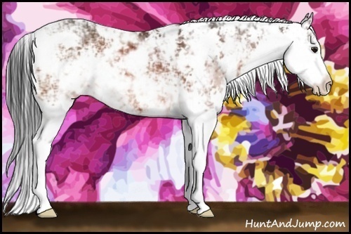 Horse Color:Bay Sabino 