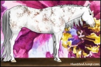 Horse Color:Bay Sabino 