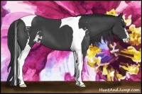 Horse Color:Black Sabino Tobiano