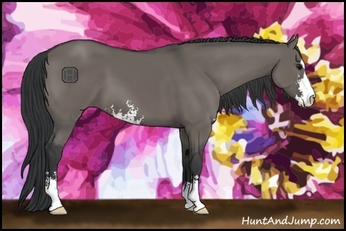 Horse Color:Grullo Sabino 