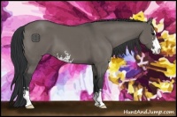 Horse Color:Grullo Sabino 