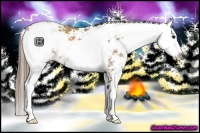 Horse Color:Black Pearl Sabino