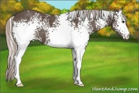 Horse Color:White Spotted Silver Black 