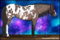 Horse Color:Bay Roan Appaloosa Rabicano 