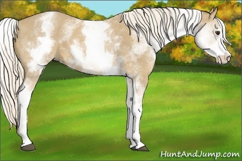 Horse Color:White Spotted Palomino Sabino 