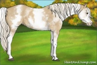 Horse Color:White Spotted Palomino Sabino 