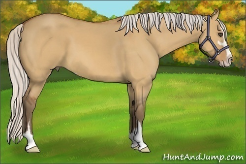 Horse Color:Silver Bay Dun Sabino