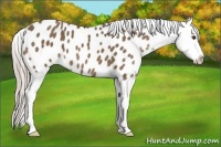 Horse Color:Chocolate Palomino Sabino Appaloosa 