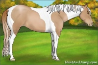 Horse Color:Chestnut Pearl Tobiano
