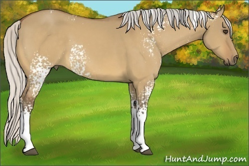 Horse Color:White Spotted Silver Buckskin Dun 