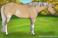 Horse Color:White Spotted Silver Buckskin Dun 