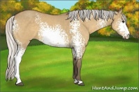 Horse Color:White Spotted Silver Buckskin Dun 