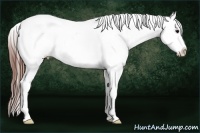 Horse Color:White Spotted Grullo Splash Appaloosa 