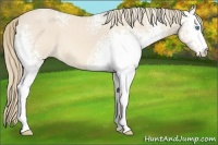 Horse Color:White Spotted Perlino 