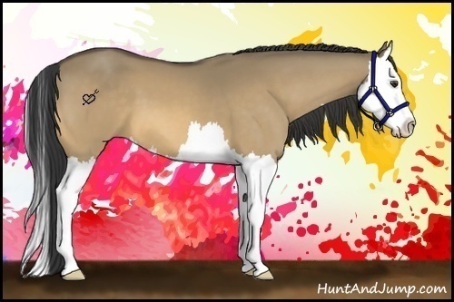 Horse Color:Buckskin Dun Splash 