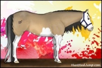 Horse Color:Buckskin Dun Splash