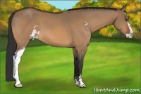 Horse Color:Bay Dun Sabino 