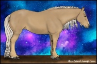 Horse Color:Palomino Sabino