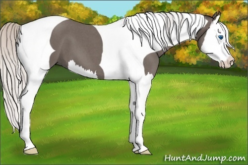 Horse Color:Silver Blue Roan Splash Tobiano 
