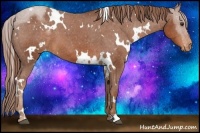 Horse Color:White Spotted Chestnut Appaloosa 