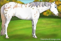 Horse Color:Nacre Gold Champagne Frame Appaloosa Rabicano