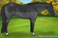 Horse Color:Black 