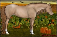 Horse Color:Liver Chestnut Pearl Rabicano 