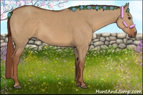 Horse Color:Red Dun