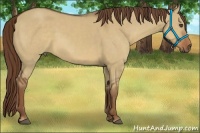 Horse Color:Red Dun