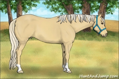 Horse Color:Palomino 