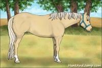 Horse Color:Palomino
