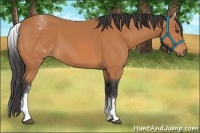 Horse Color:White Spotted Bay 