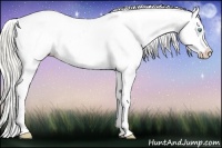 Horse Color:Palomino Pearl Tobiano Near Leopard