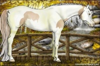 Horse Color:Chestnut Pearl Splash Tobiano Rabicano 