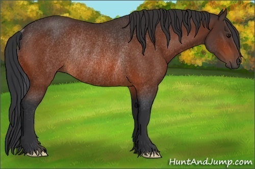 Horse Color:Bay Rabicano 