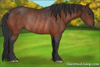Horse Color:Bay Rabicano 