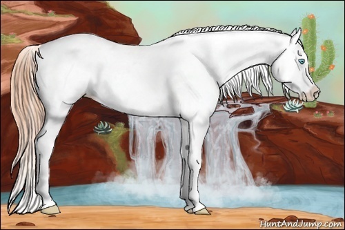Horse Color:Buckskin Pearl Sabino Appaloosa