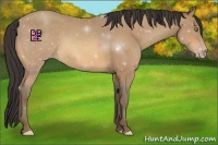 Horse Color:Amber Champagne 