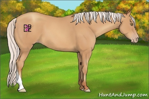 Horse Color:Silver Amber Champagne 