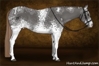 Horse Color:White Spotted Liver Chestnut Ice