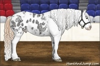 Horse Color:White Spotted Liver Chestnut Ice Splash Appaloosa 